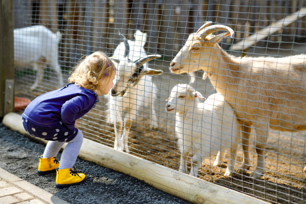 bambino-bambini-fattoria-capre-capra-famiglia-1